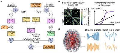 Structural Features of the Human Connectome That Facilitate the Switching of Brain Dynamics via Noradrenergic Neuromodulation